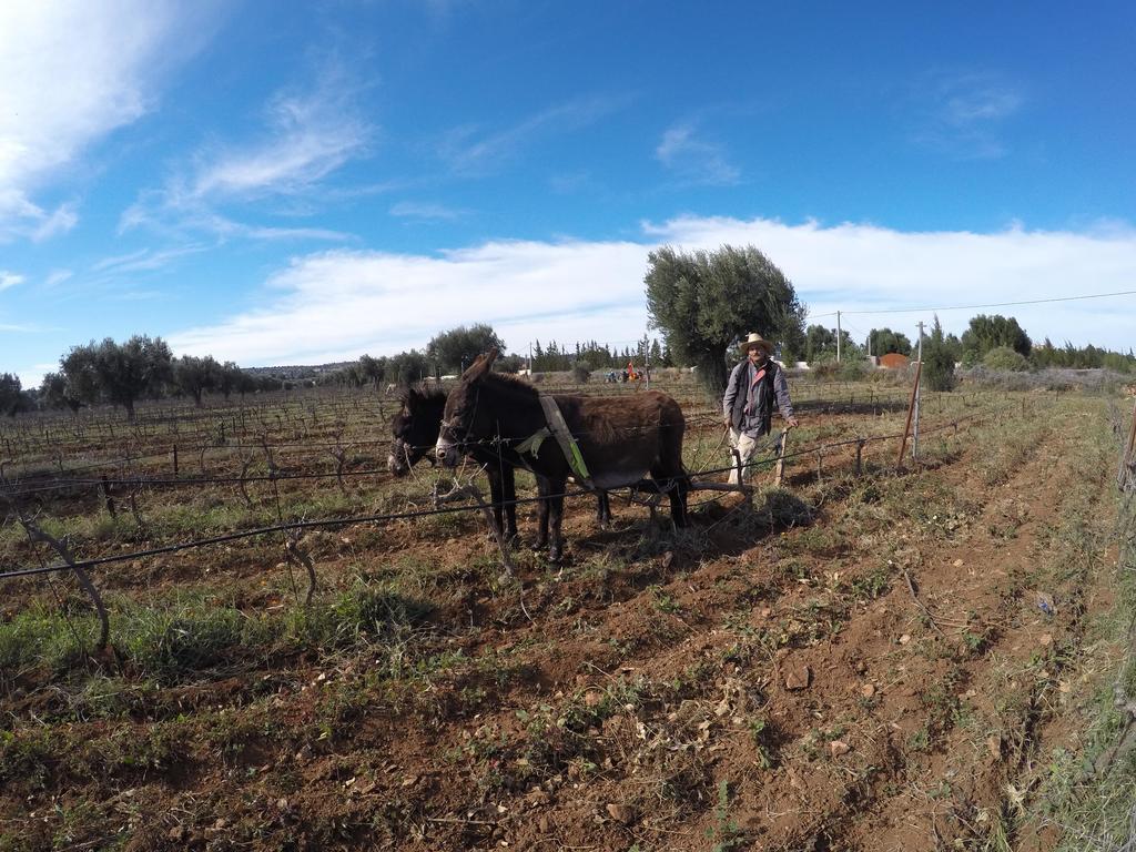 Ryad De Vignes " Le Val D'Argan " Ounara Екстериор снимка
