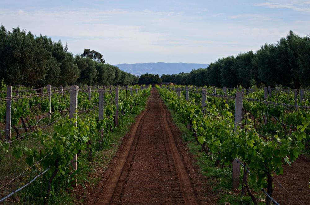 Ryad De Vignes " Le Val D'Argan " Ounara Екстериор снимка